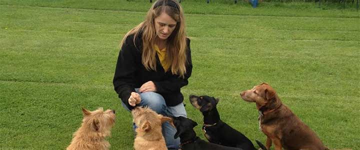 Linda working with dogs