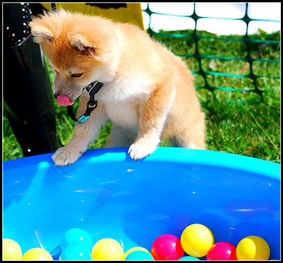 Dog playing with ball pool