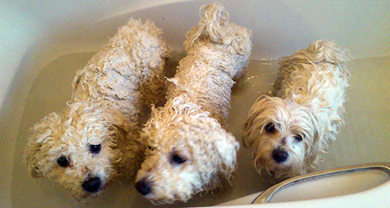 Dogs in the bath