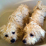 Dogs in the bath